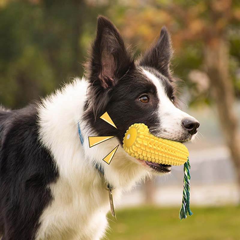 Hot Selling Large Size Corn Sh - Corn Dog Stick recension och pris
